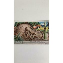 Liebig. De Mieren. Serie 1t/m 6. Rond 1930