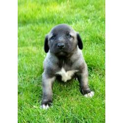 Kangal / Prachtige Kangal puppy's te koop!