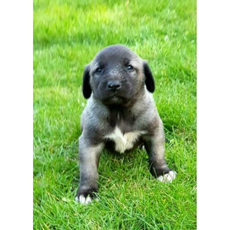 Kangal / Prachtige Kangal puppy's te koop!