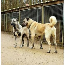 Kangal / Prachtige Kangal puppy's te koop!