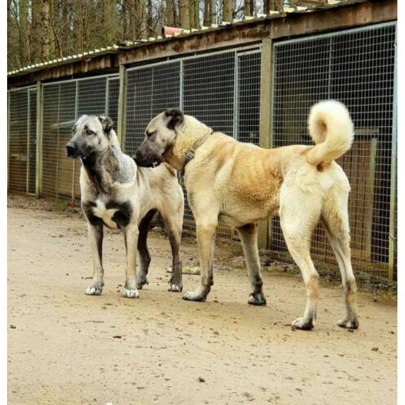 Kangal / Prachtige Kangal puppy's te koop!