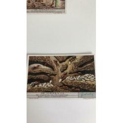 Liebig. De Mieren. Serie 1t/m 6. Rond 1930