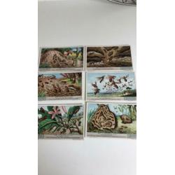 Liebig. De Mieren. Serie 1t/m 6. Rond 1930