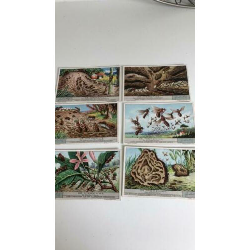 Liebig. De Mieren. Serie 1t/m 6. Rond 1930