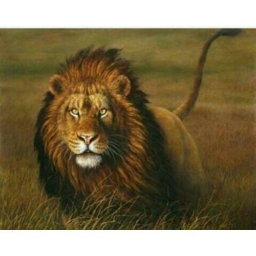 4036 schilderen op nummer leeuw in het gras