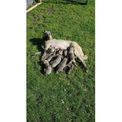 Kangal / Prachtige Kangal puppy's te koop!