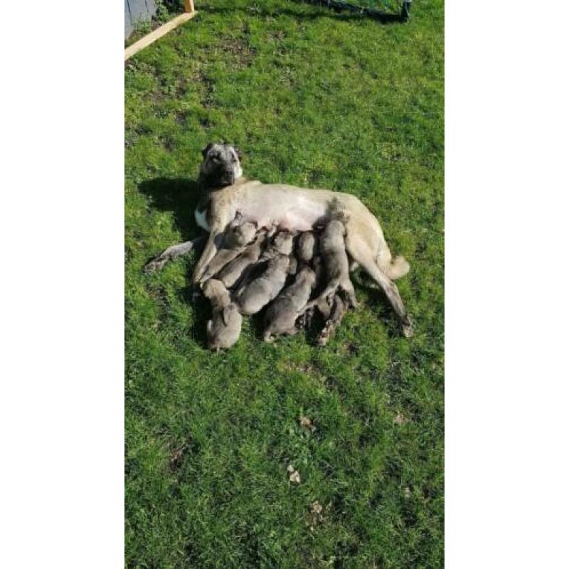 Kangal / Prachtige Kangal puppy's te koop!