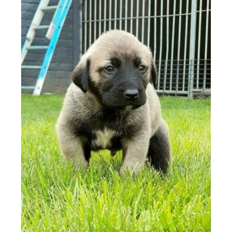 Kangal / Prachtige Kangal puppy's te koop!