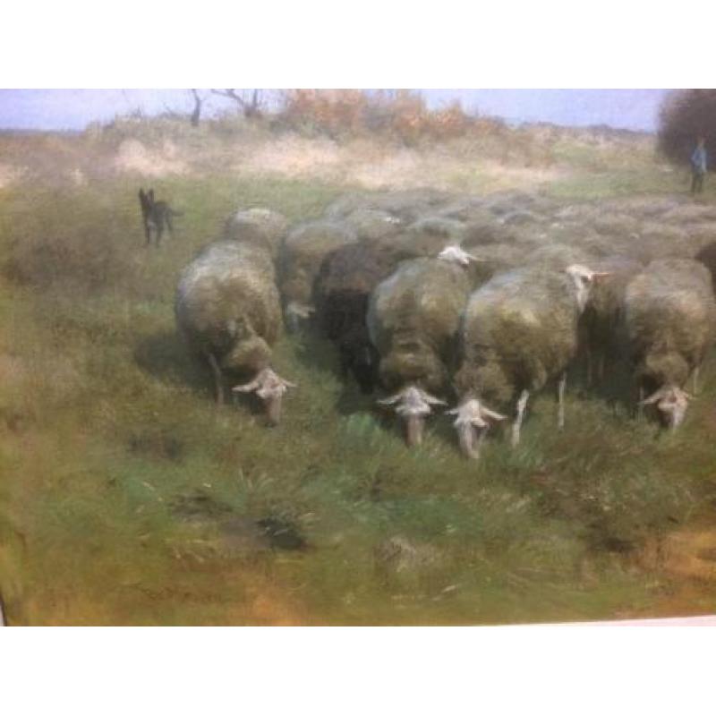 F. P. ter MEULEN 1843-- 1927