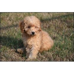 Poedel pups
