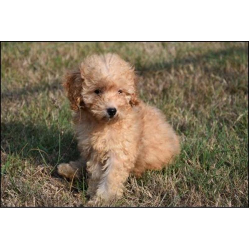 Poedel pups