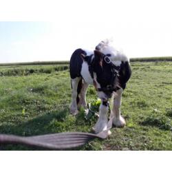 Te koop onze knappe tinker!