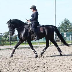 Blikvanger! Zwarte pre hengst