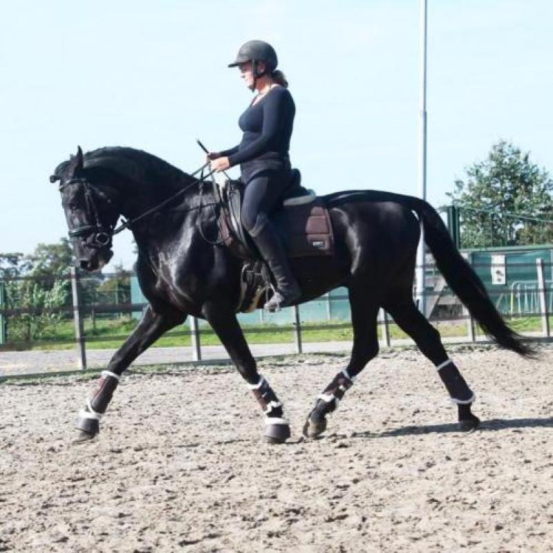 Blikvanger! Zwarte pre hengst
