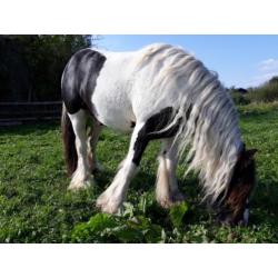 Te koop onze knappe tinker!