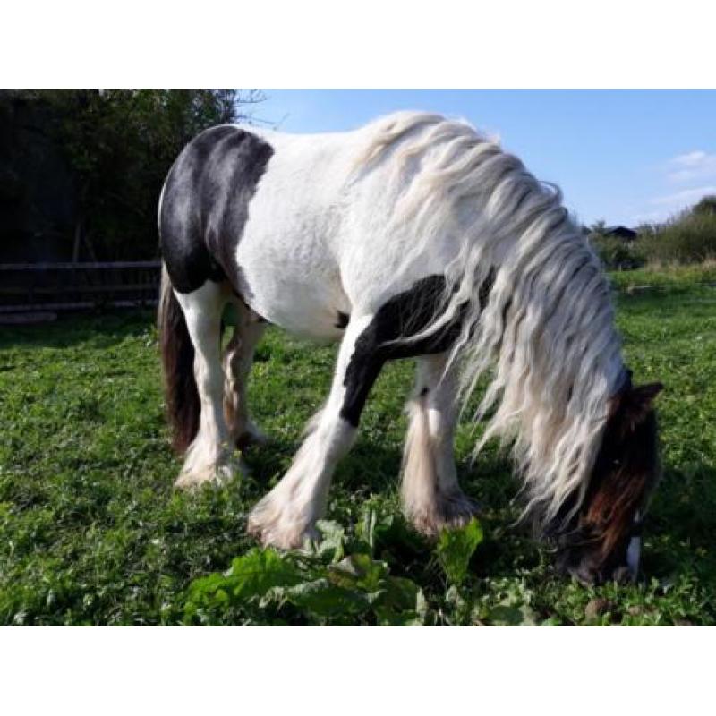 Te koop onze knappe tinker!