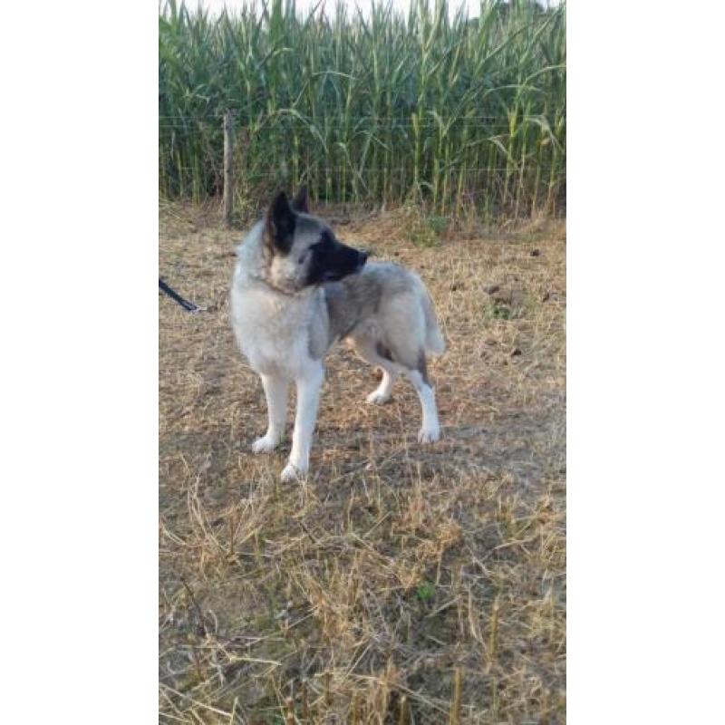 akita