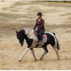 Goedgekeurde Knappe Paint en Super Braaf Bont Rijpaard