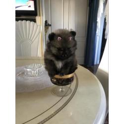 Mini pomeriaan boo teefje met fci stamboom