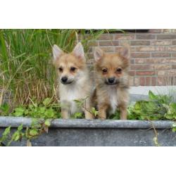 Pomeriaan kruising pups