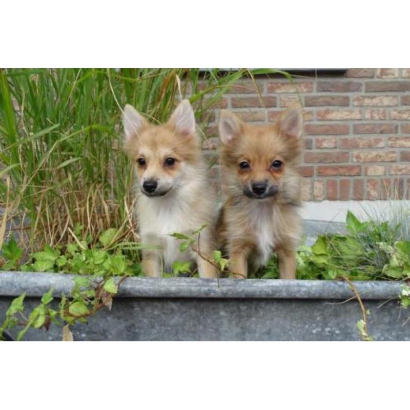 Pomeriaan kruising pups