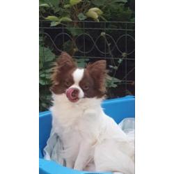 Chihuahua choco witte prachtig reutje ..
