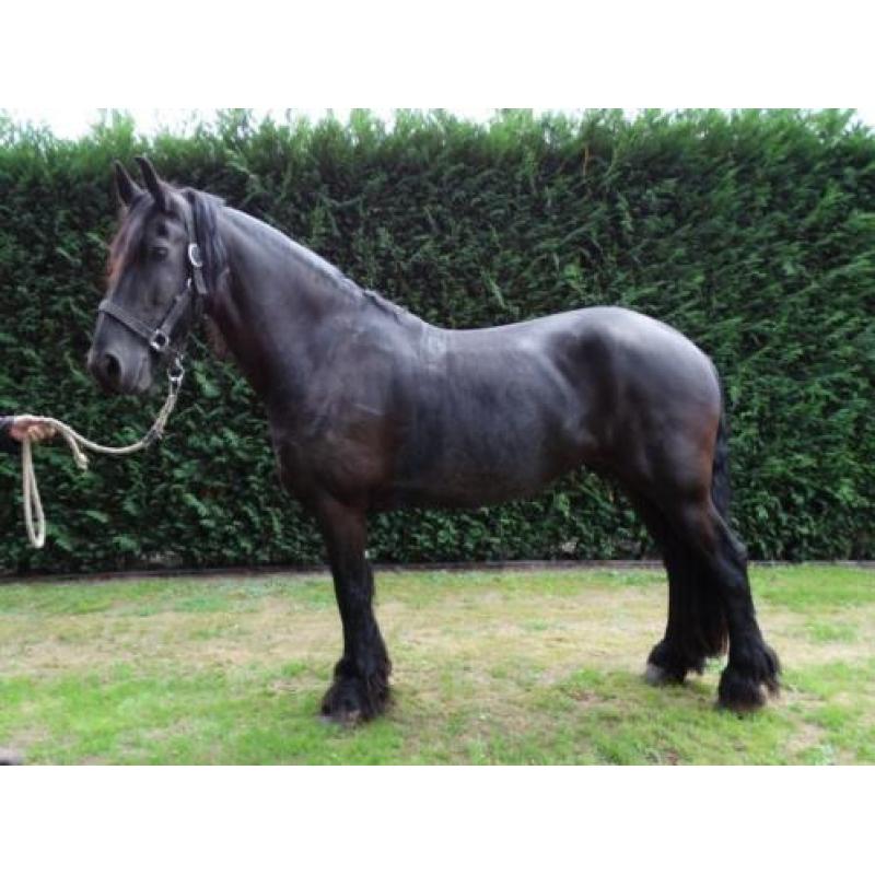 2 span friese paarden + toebehoren