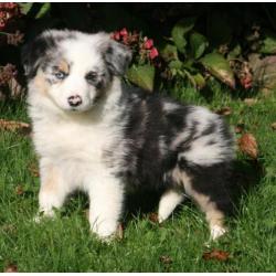 Prachtig nestje border collie pups