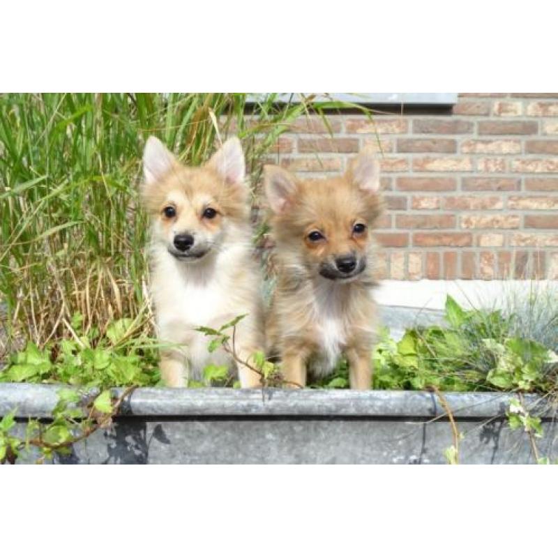 Pomeriaan kruising pups