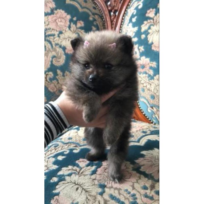 Mini pomeriaan boo teefje met fci stamboom