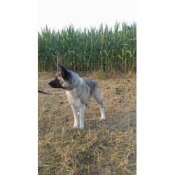 akita