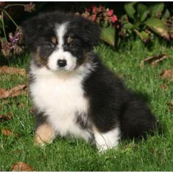 Prachtig nestje border collie pups