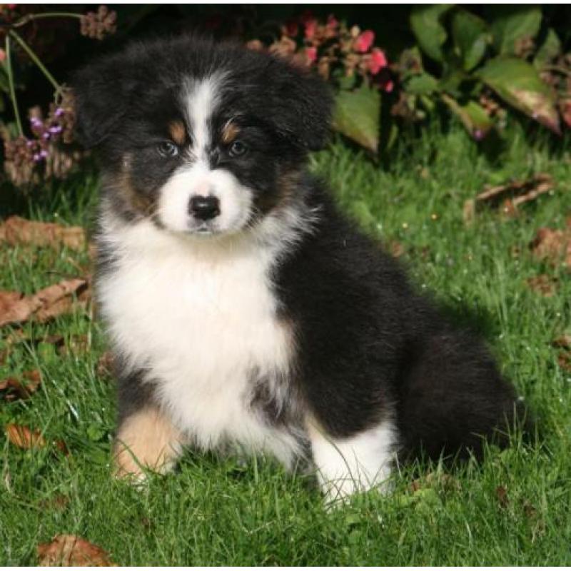 Prachtig nestje border collie pups