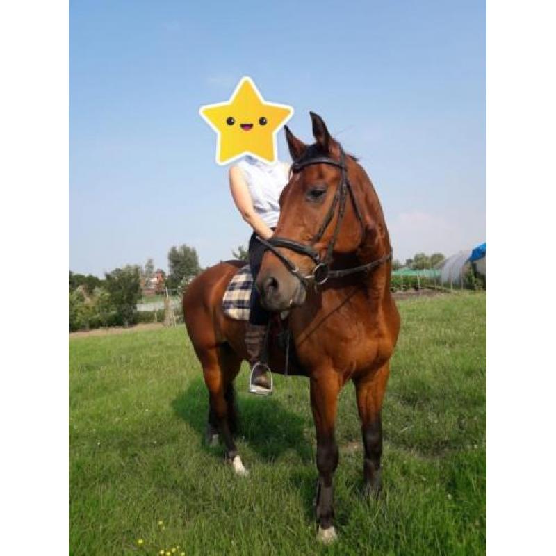 Super betrouwbaar recreatiepaard KWPN Ruin incl. spullen
