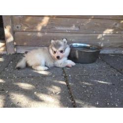 pomsky pups (mini husky)