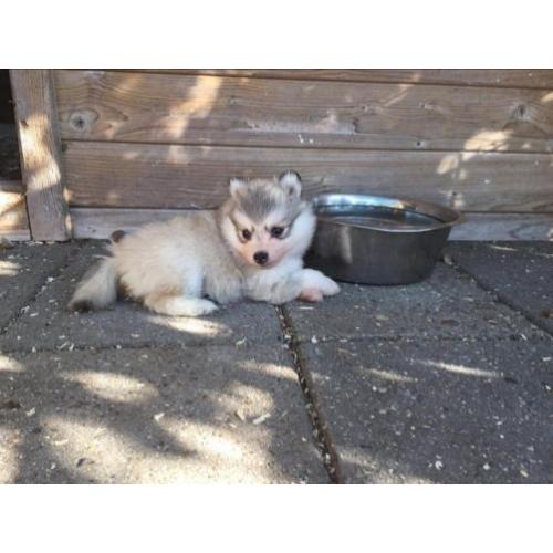 pomsky pups (mini husky)