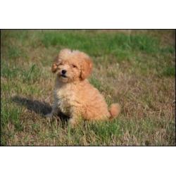 Poedel pups