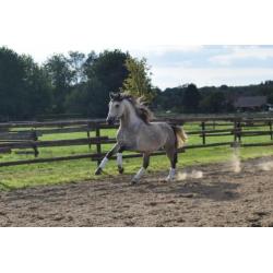 Super gave PRE andalusier hengst 7 jaar schimmel
