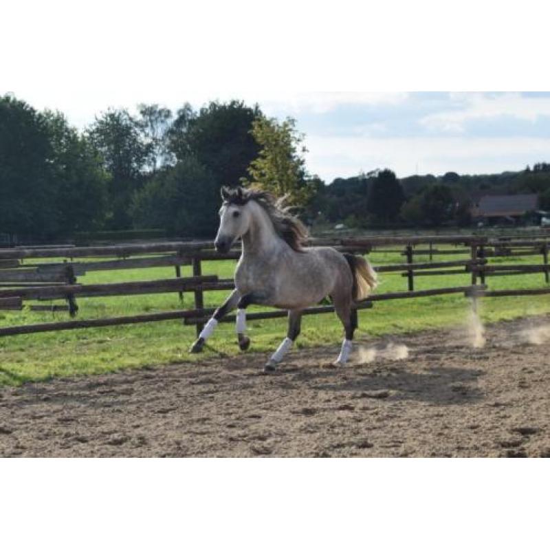 Super gave PRE andalusier hengst 7 jaar schimmel