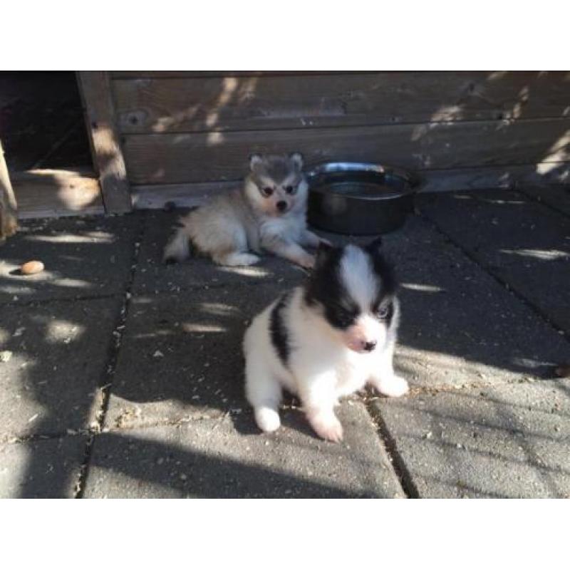 pomsky pups (mini husky)
