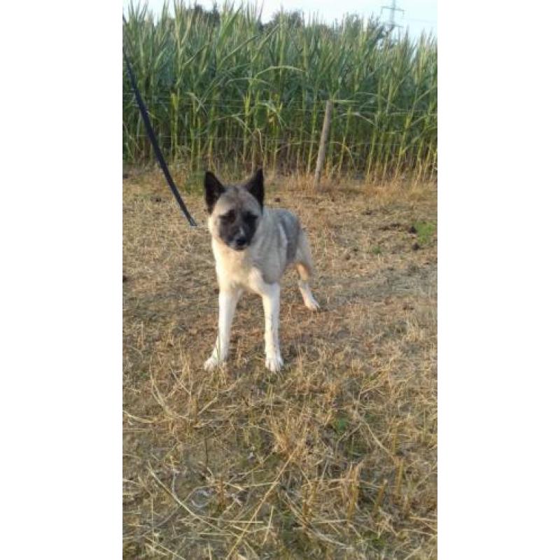 akita