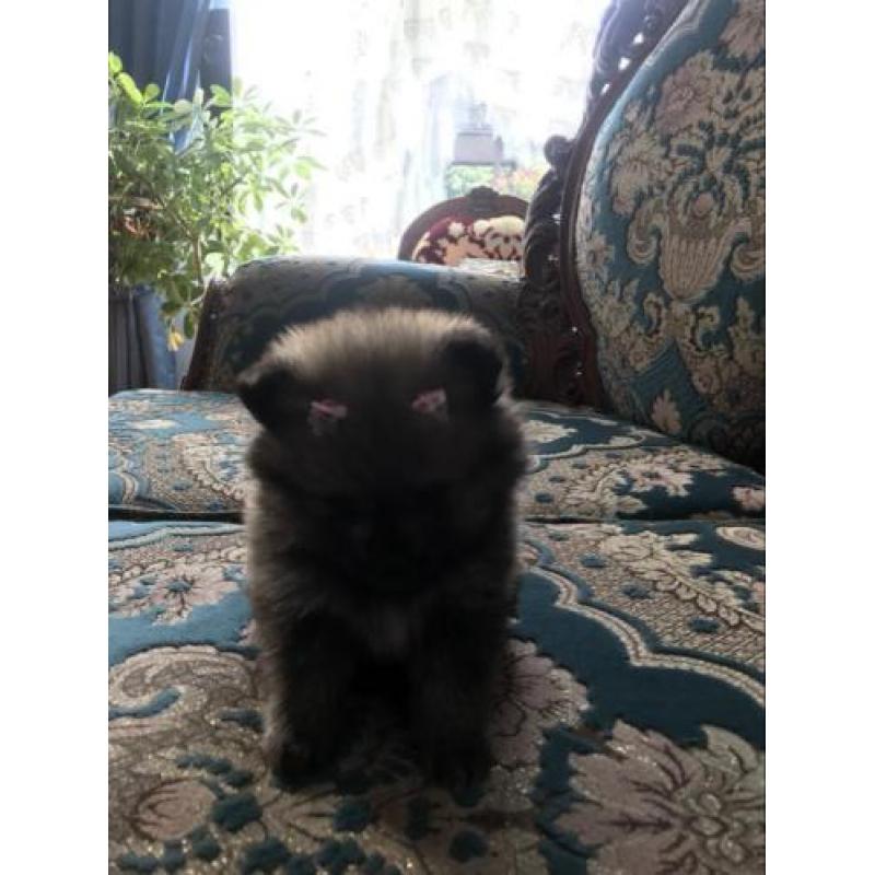 Mini pomeriaan boo teefje met fci stamboom