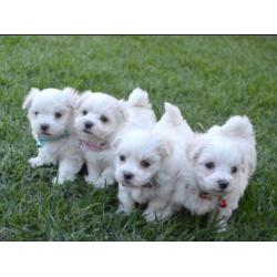Mini Maltezer pups hagelwit