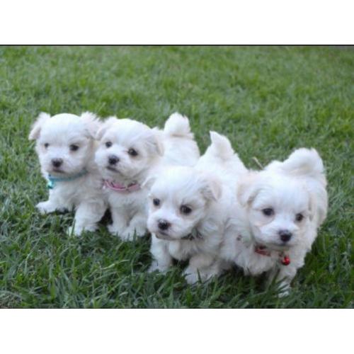 Mini Maltezer pups hagelwit