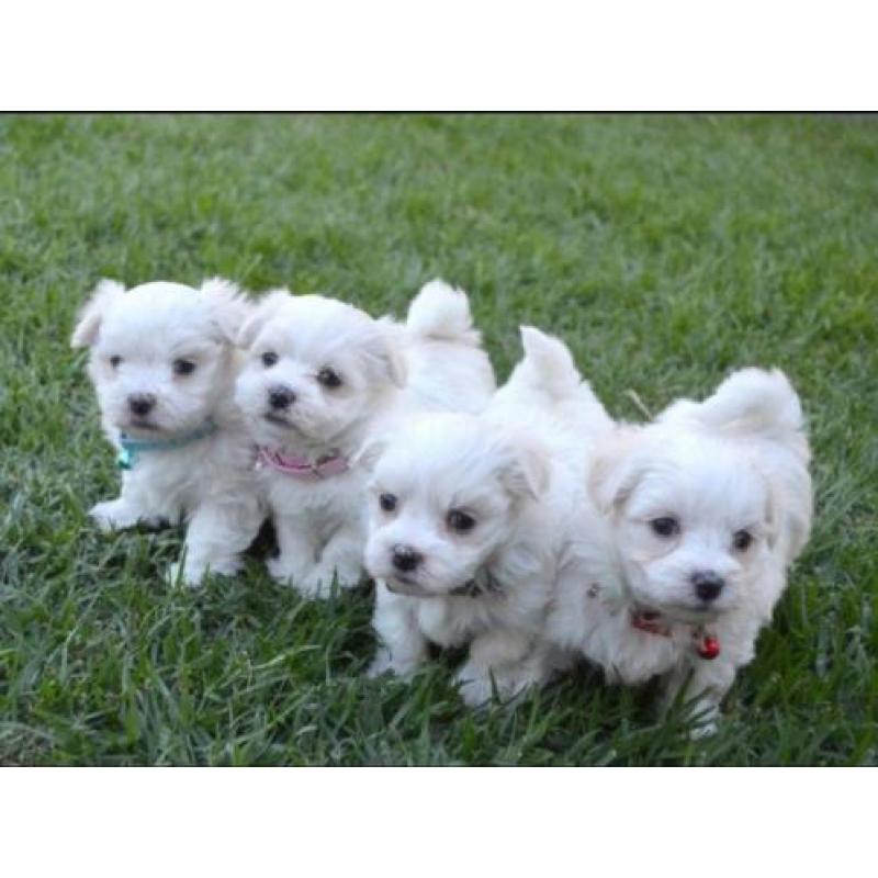Mini Maltezer pups hagelwit