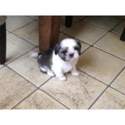 Shih tzu pups