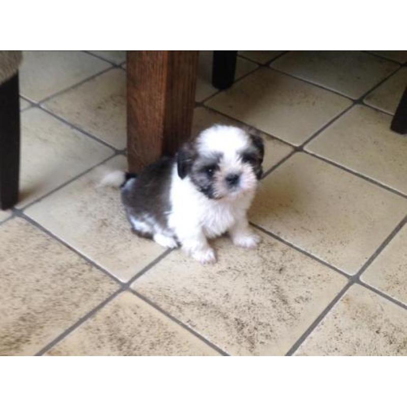 Shih tzu pups