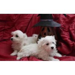 Mini Maltezer pups hagelwit