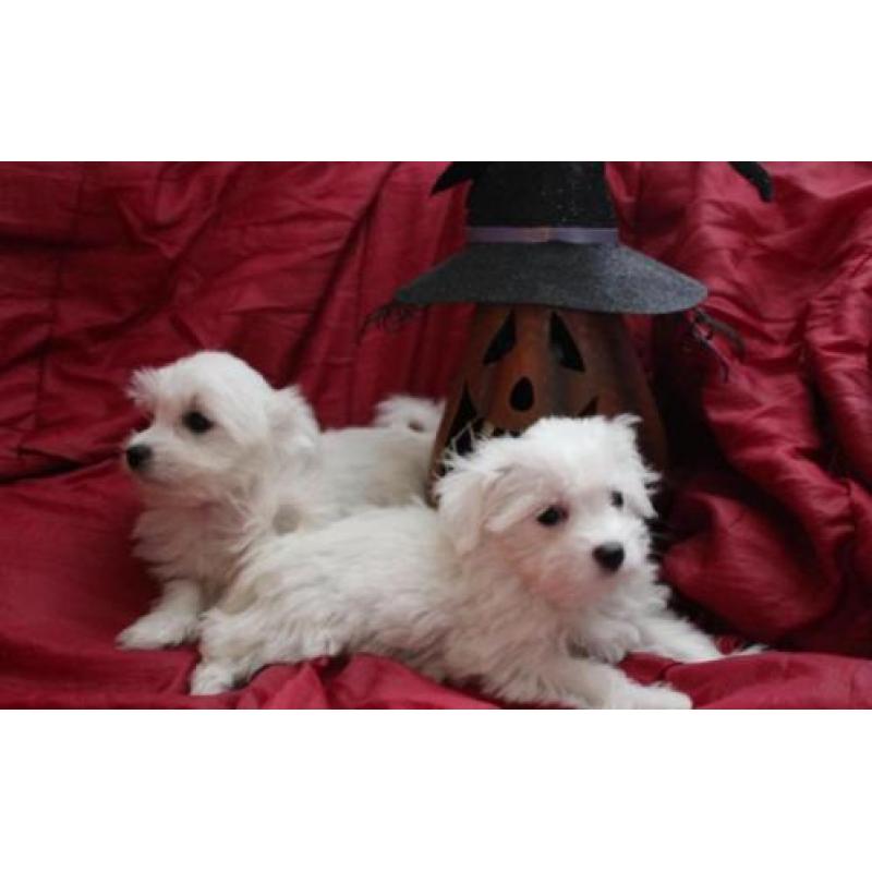 Mini Maltezer pups hagelwit