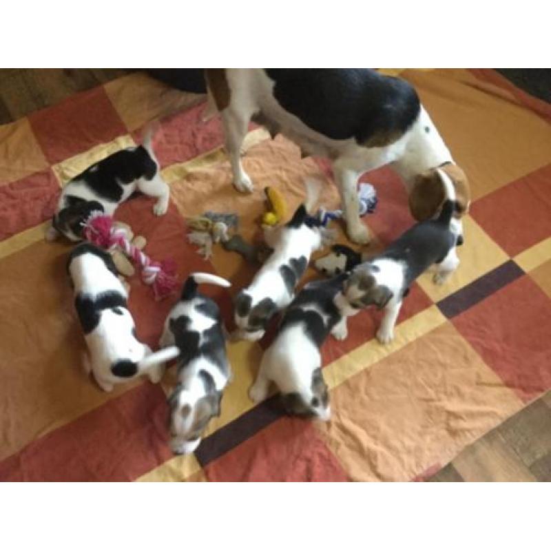 Beagle pups. Nog een Teefje Beschikbaar